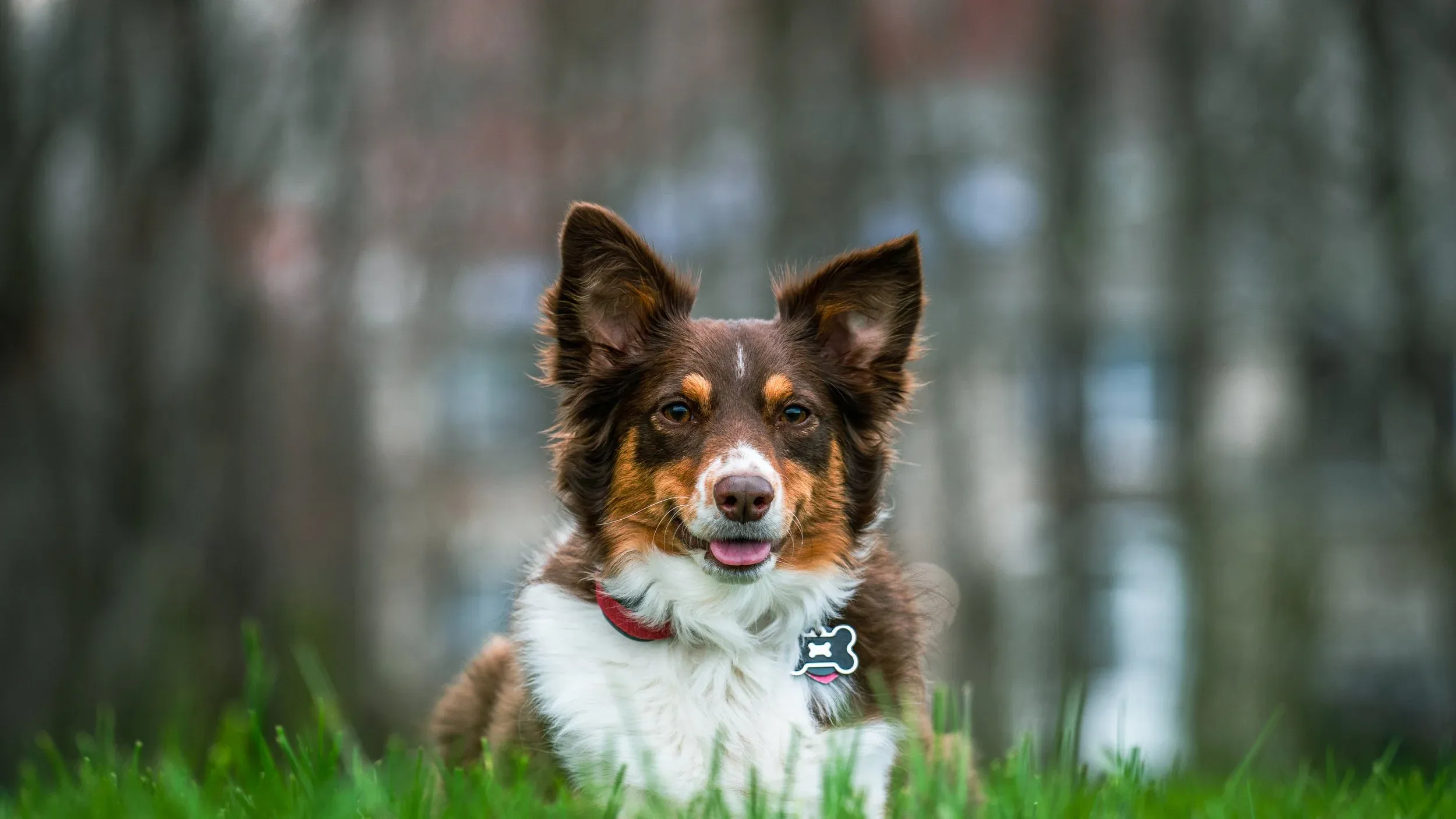 Thor lying in green grass, looking at the camera