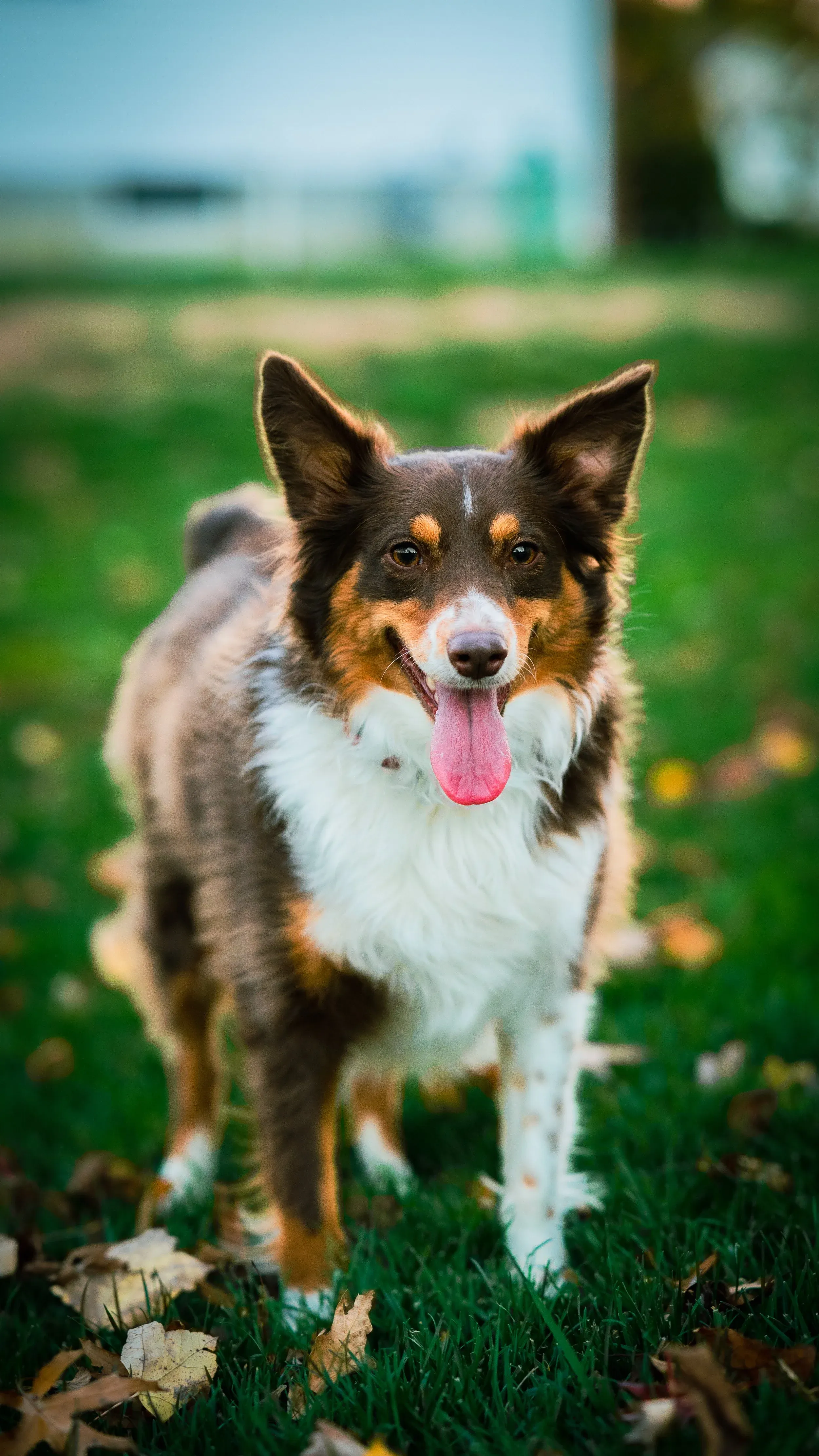 Thor standing in the grass, tongue out